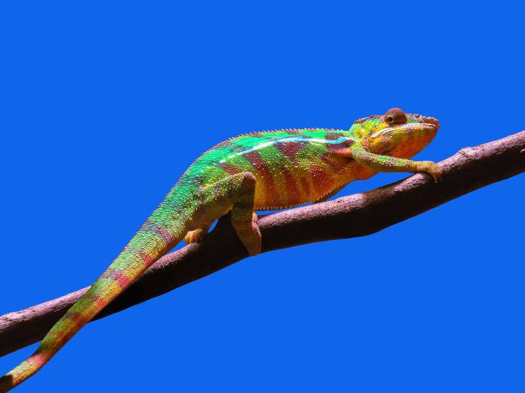 camaleonte malattia