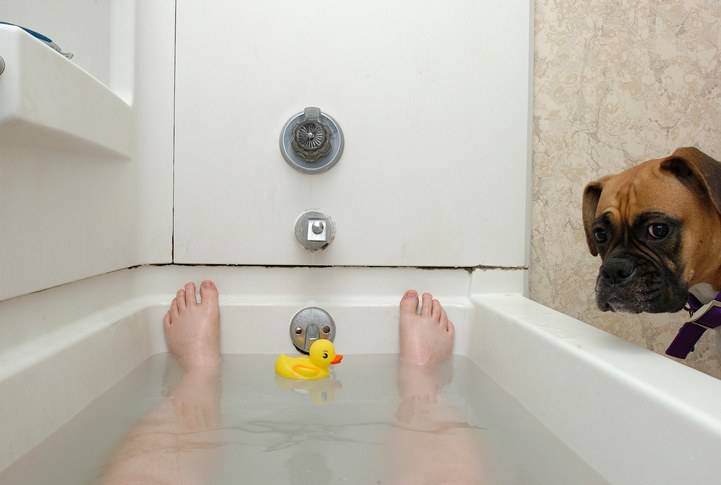 cane vi segue in bagno