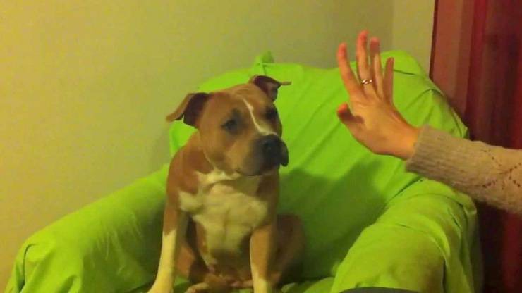 cani contare numeri