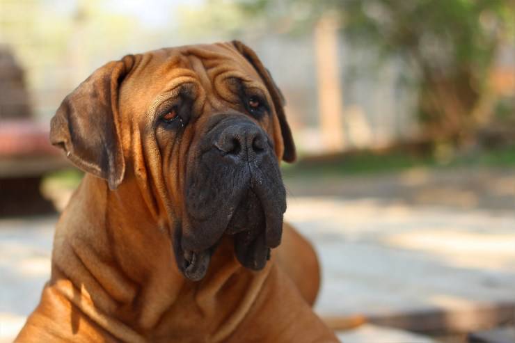 cane taglia grande
