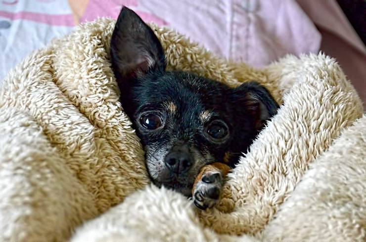 cane inverno