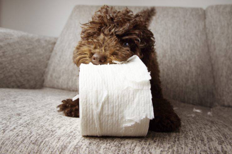 cane mangia carta