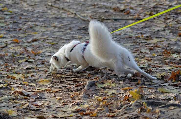 cane ha paura dei camion