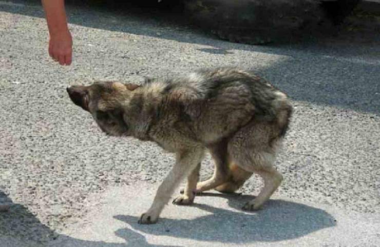 ormone stress urla cane
