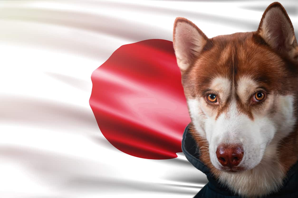Nomi di cani giapponesi