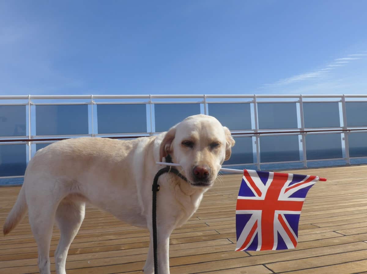 nomi inglesi e americani per cani