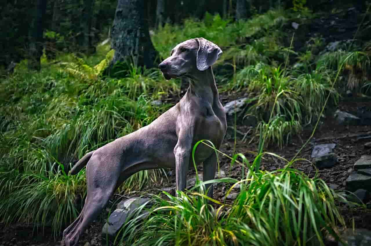 Nomi di cani grigi