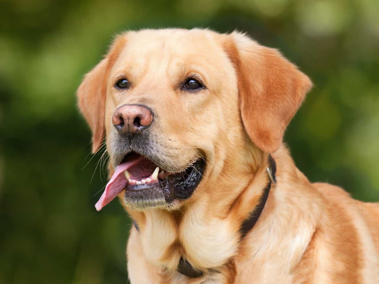 nomi di cani marroni