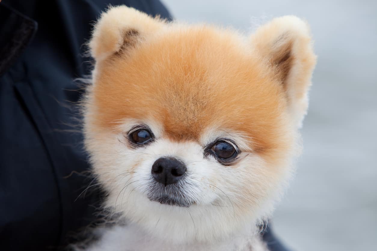 Nomi cani rossi