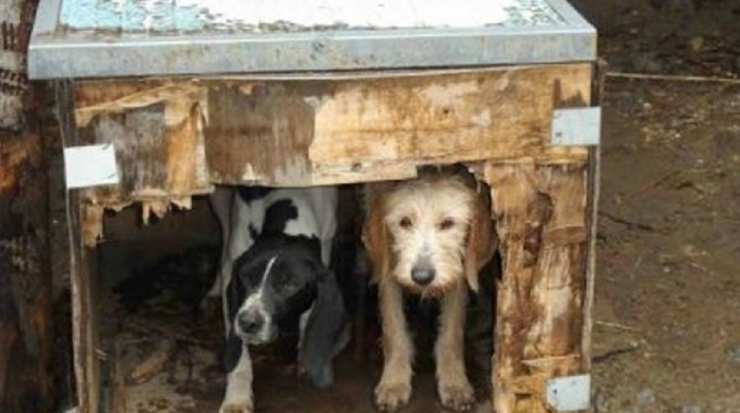 cani denutriti Facebook