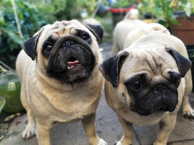 nomi per coppie di cani