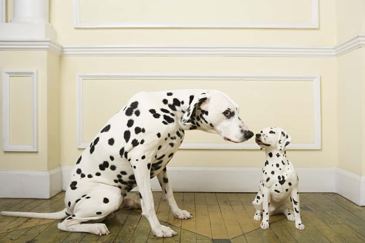 Nomi di cani famosi