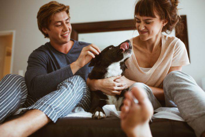 Cane geloso del rapporto di coppia