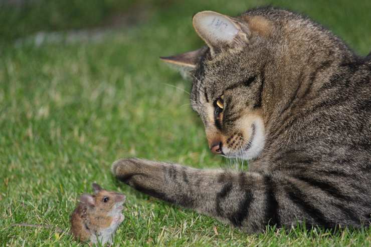 gatto gioca con la preda