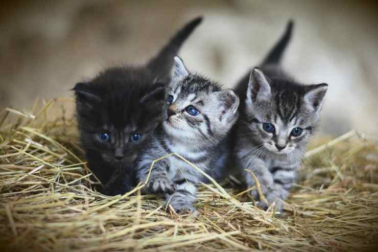 Gattini (Foto Pixabay)