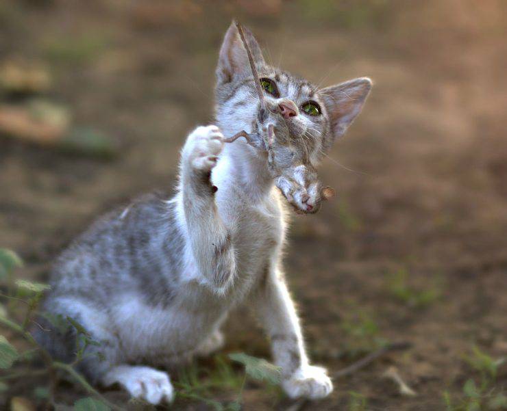 gatto gioca con la preda