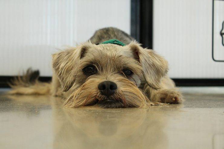 colesterolo alto nel cane