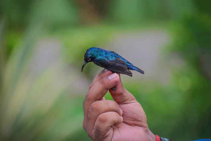 Uccellino stremato (Foto PIxabay)