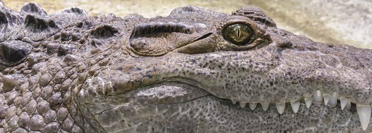 Coccodrillo