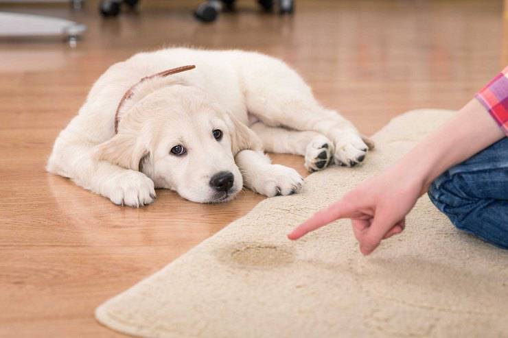 carattere del cane educazione