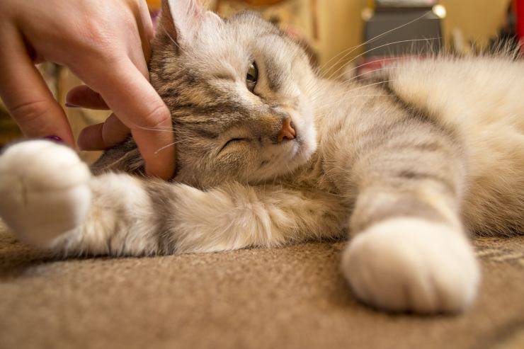 gatto sceglie padrone