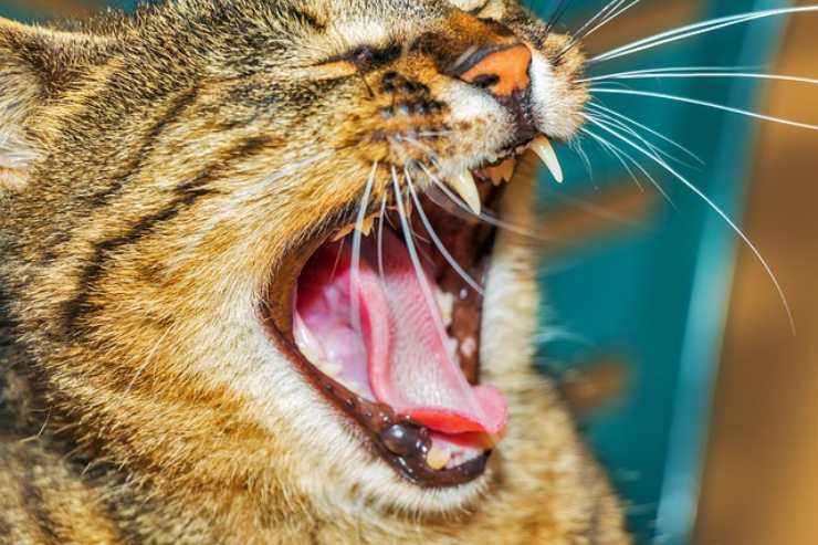 caduta dei denti nel gatto anziano