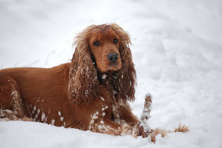 cane sulla neve