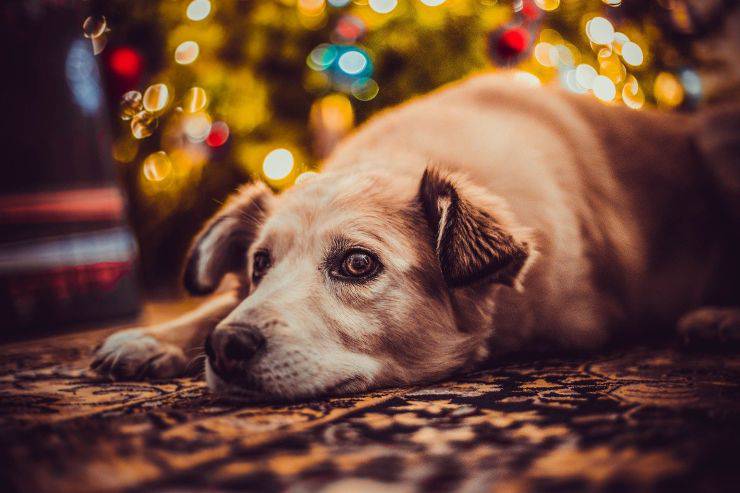 cane natale