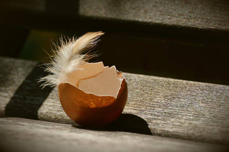 Uova di gallina