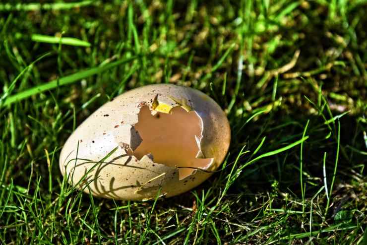 Uova di gallina