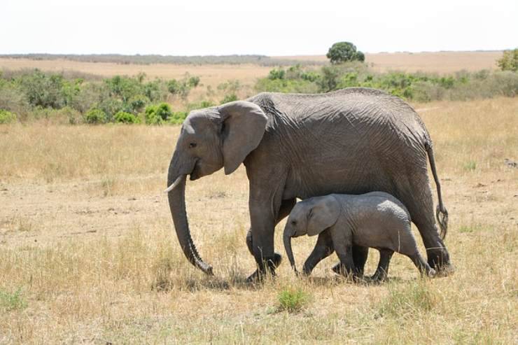 elefante