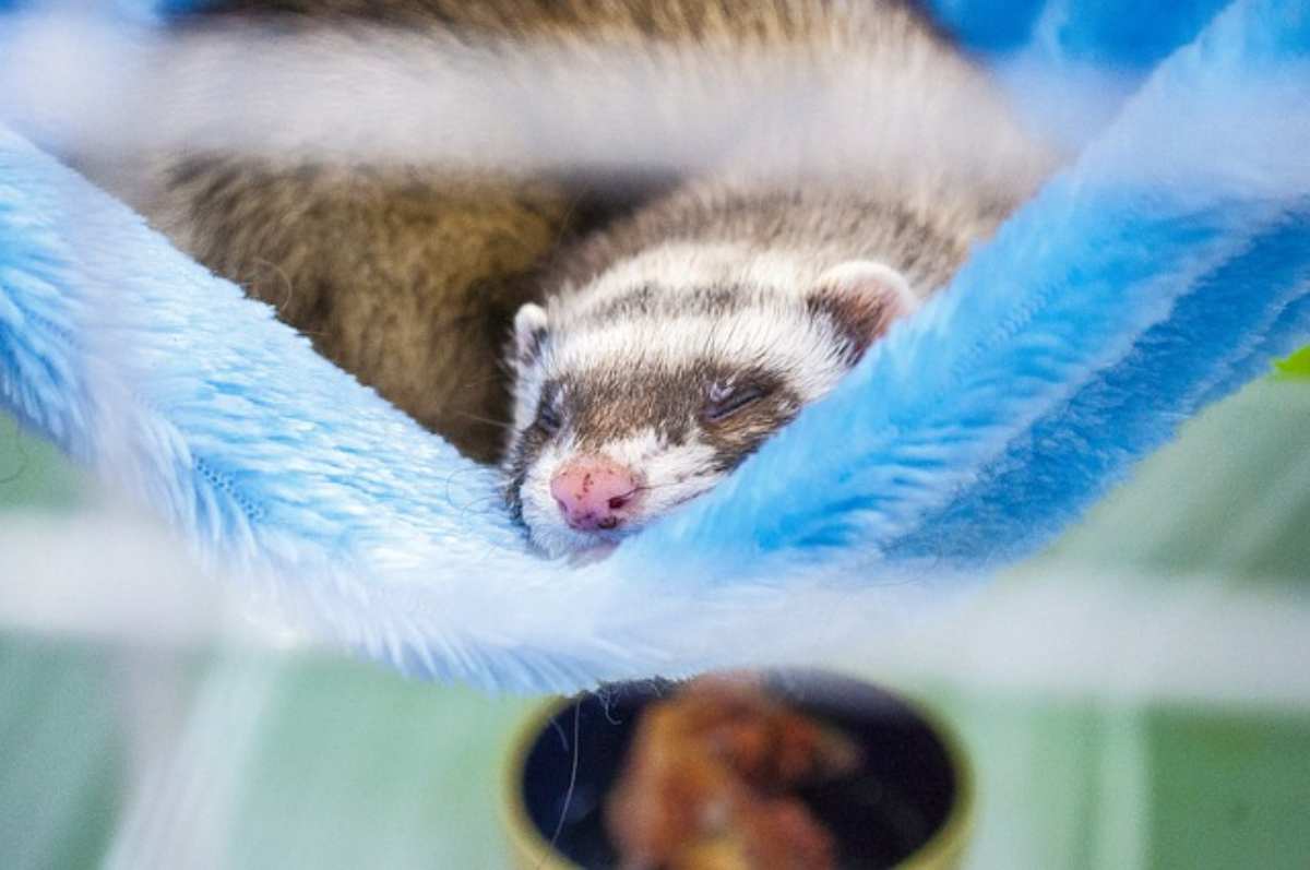 Le malattie piu comuni nel furetto