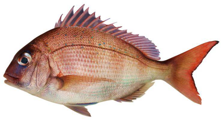 Orata