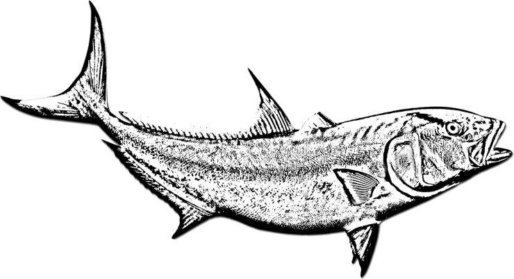 Ricciola