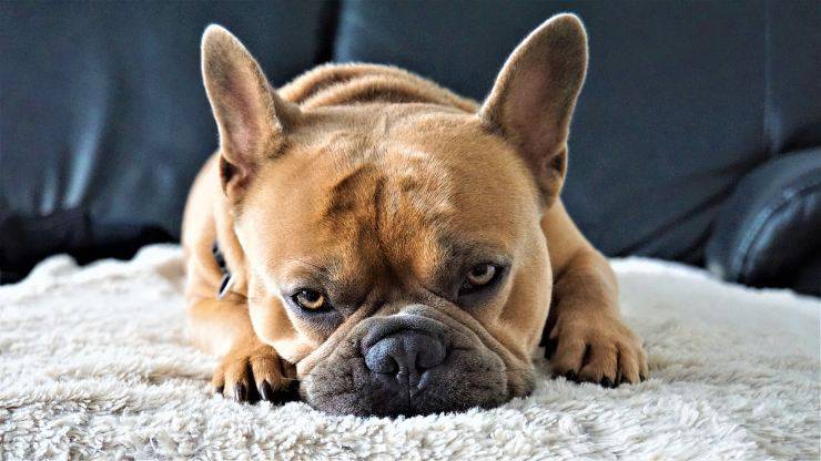french-bulldog
