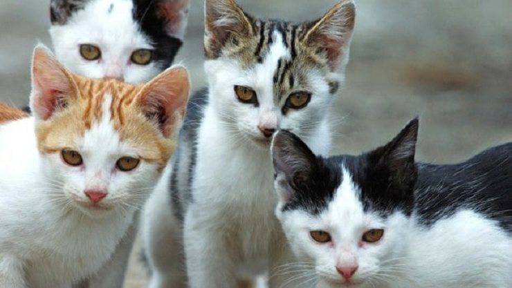 gatti molti gattara