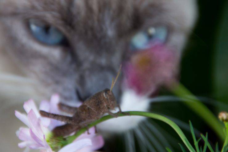 gatto ha mangiato un grillo