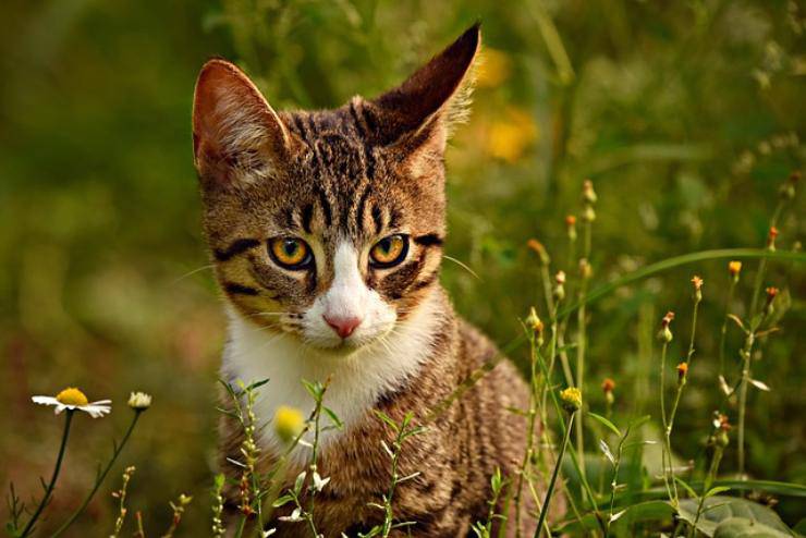 gatto soriano