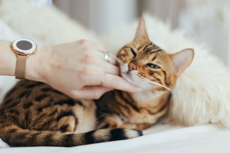 gatto tiger
