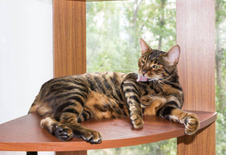 gatto toyger