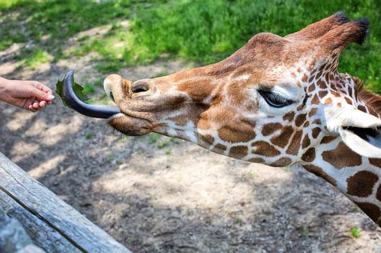 curiosita sulla giraffa