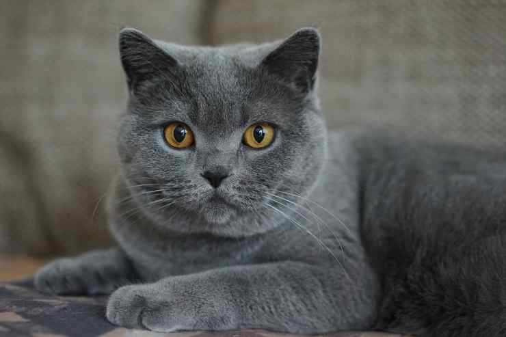 Gatto grigio (Foto Pixabay)