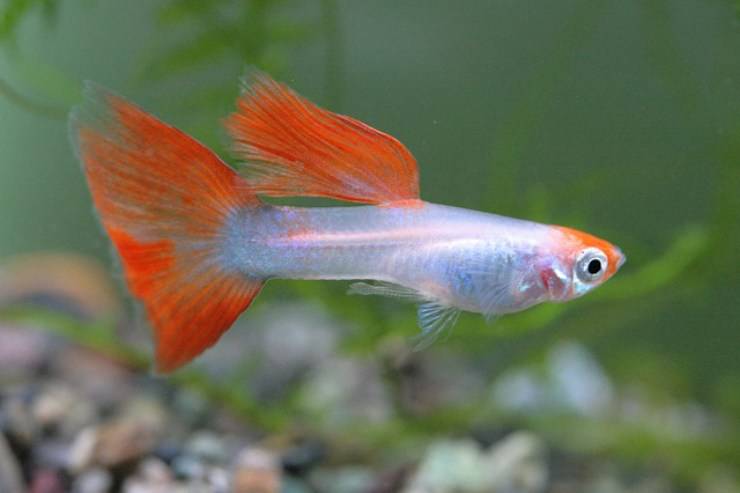 guppy incinta