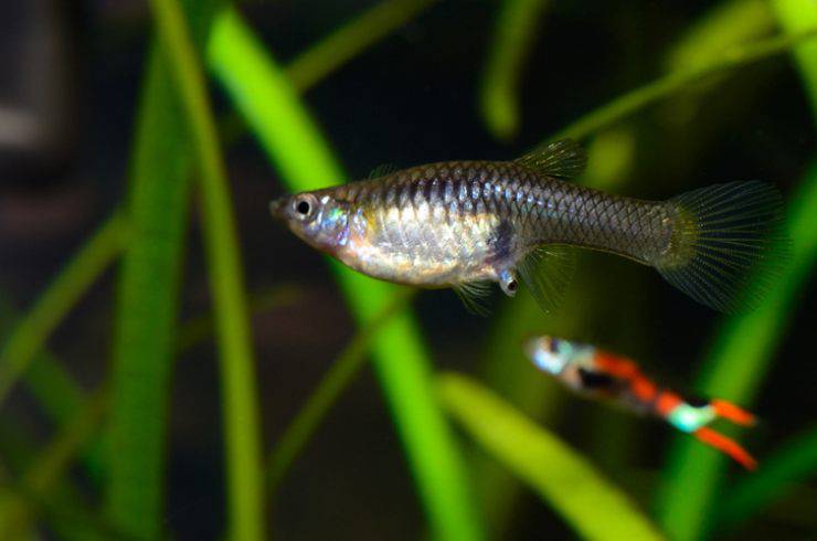 riprouzione del pesce Guppy