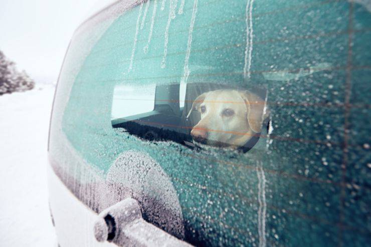 cane macchina inverno