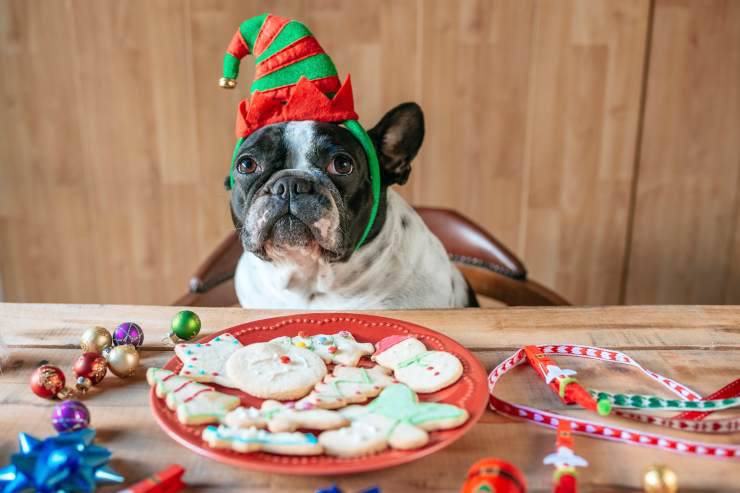cibi natale pericolosi cane