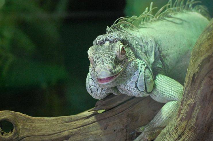 cosa mangia iguana