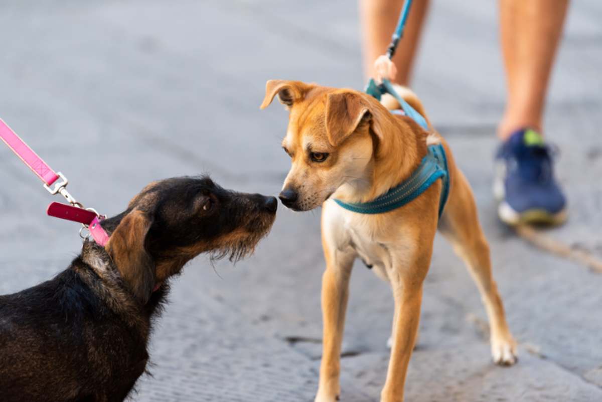 Incontri per strada tra cani