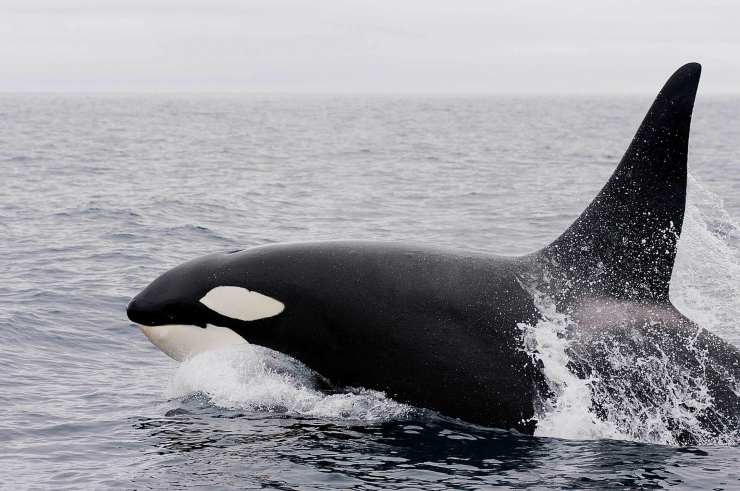 Orca