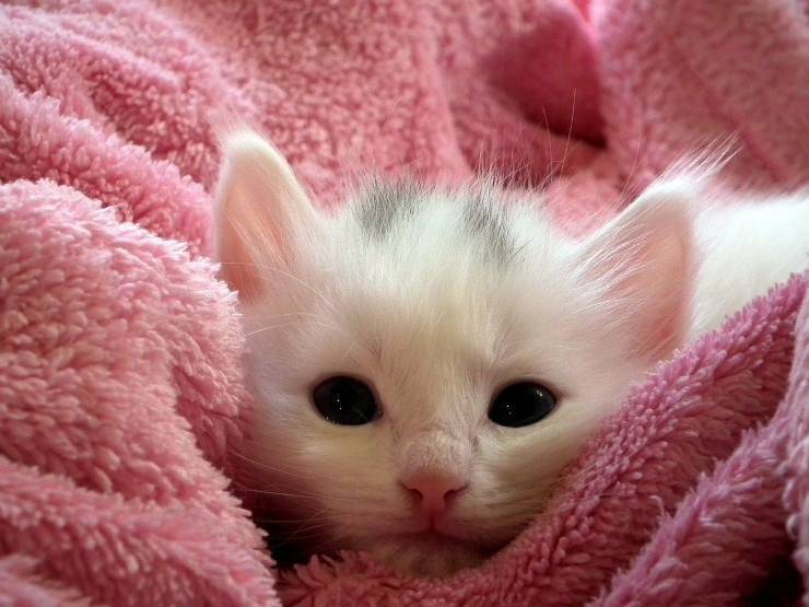 gattino